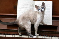 Un chat se promène sur un piano