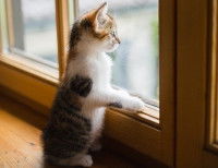 Un chaton appuyé sur la fenêtre regarde à l'extérieur
