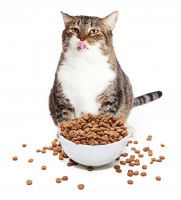 Un gros chat boulimique assis devant ses croquettes