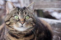 Un gros chat tigré avec un regard anxieux