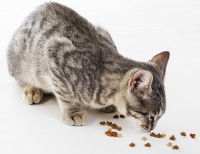 Un chat maigre mange des croquettes au sol