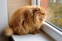 Un énorme chat roux à poil long assis à la fenêtre