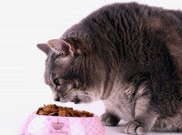 Un très gros chat mangeant ses croquettes