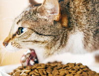 Un chat tigré recrachant ses croquettes