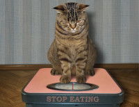 Un chat tigré regardant son poids sur la balance