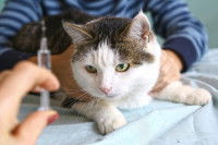 Un chat bicolore recevant une injection