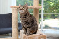 Un chat tigré assis sur un arbre à chat