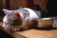 Un chat blanc et gris couché à coté de sa gamelle