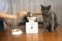 Une maitresse pesant les croquettes de son chat