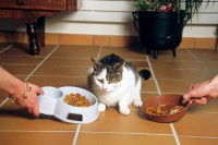 Un gros chat hésitant entre pâtés ou croquette