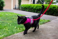 Un chat noir tenu en laisse avec un harnais