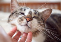 Une femme caresse son chat sous le menton