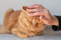 Une femme caresse la tête d'un chat roux