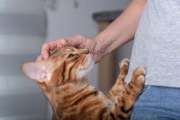 Un chat Bengal monte sur son maître pour avoir des caresses