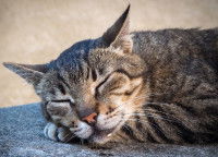 Un chat tigré dort en ronronnant et en bavant