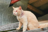 Un chat blessé après avoir chassé