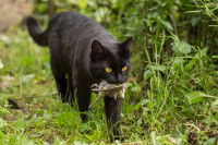 Un chat noir aux yeux jaunes tenant sa proie