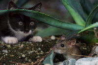 Un chat noir et blanc prêt à bondir sur une souris