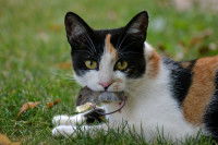 Un chat tricolore tenant sa proie dans sa gueule