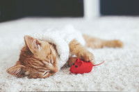 Un chat joue avec une fausse proie