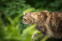 Un chat tigré à poil long se prépare à attaquer