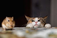 Un chat tricolore ayant aperçu une souris