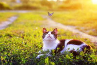 Un chat noir et blanc intrigué par un papillon