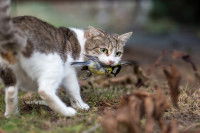 Un chat tigré tenant un oiseau dans sa gueule