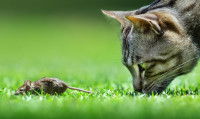Un chat tigré tout proche de sa proie