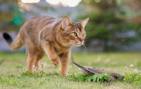 Un chat marche auprès de sa proie