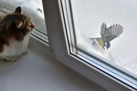 Un chat ayant aperçu un oiseau par la fenêtre