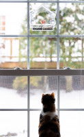 Un chat regarde un abri pour oiseaux par la fenêtre