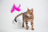 Un chat tigré prêt à bondir sur son jouet