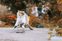 Un chat en train d'essayer d'attraper une souris