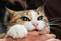 Un chat mordant le doigt de son maitre