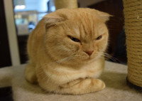 Un chat avec un air méchant