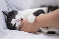 Un chat noir et blanc mord la main de son maître