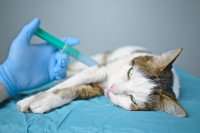 Un vétérinaire fait une grosse injection à un vieux chat malade