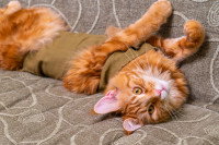 Un Maine Coon roux avec un bandage après la stérilisation