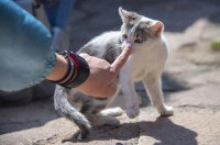 Une femme arrête un jeune chat