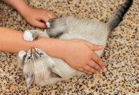 Un chaton en train de jouer avec la main de sa maîtresse