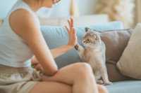 Une femme et un chat font un high-five