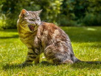 Un chat tigré assis dans l'herbe en train de rugir
