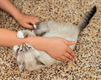 Un chat gris clair à la queue noir mordant sa maitresse