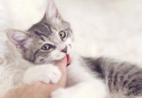 Un chat tigré et blanc mordant le pouce de son maitre