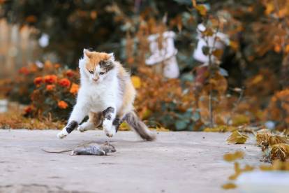 Chat Chasseur La Chasse Chez Le Chat Chat Chasseur La Chasse Chez Le Chat