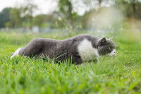 Un British Shorthair rampe et renifle une odeur dehors