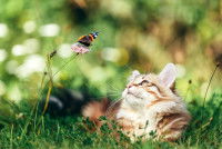 Un chat Sacré de Birmanie regarde un papillon