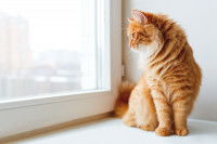 Un chat roux regarde par la fenêtre