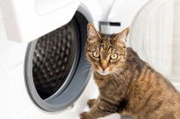 Un chat tigré regarde une machine à laver